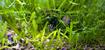 Caulerpa taxifolia 0